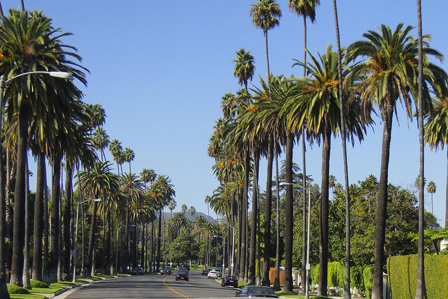 A bright daytime photograph of a quiet Beverly Hills residential street lined with tall palm trees, hedges, and upscale homes set back from the road