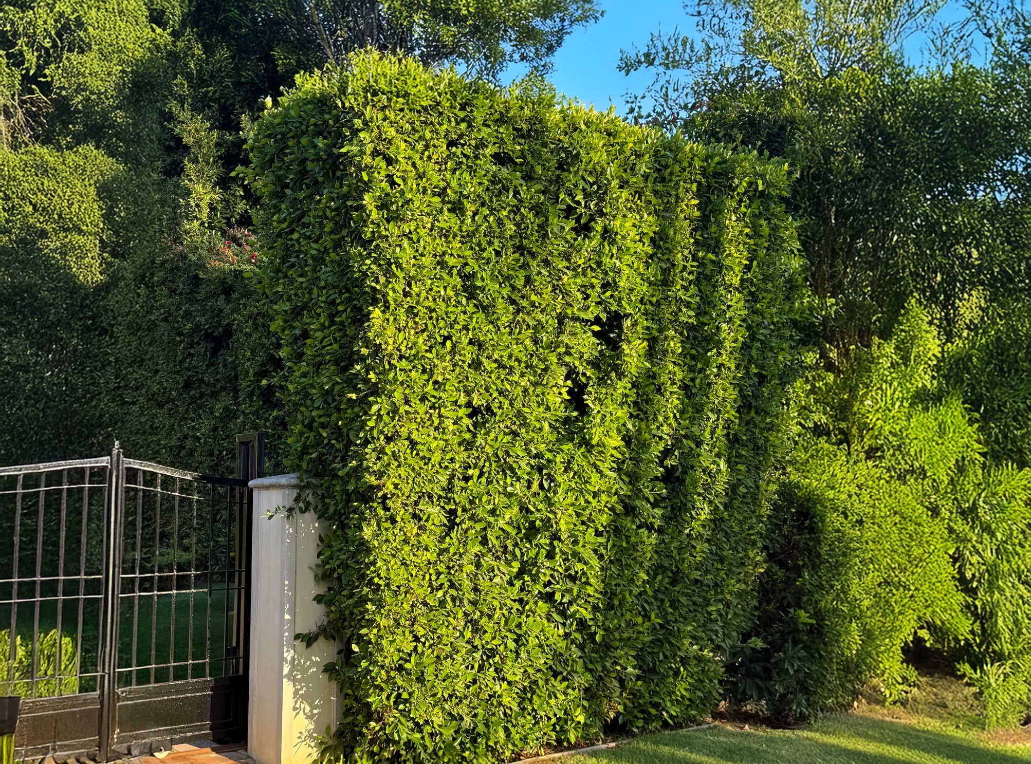 A manicured front yard in Beverly Hills with tall hedges creating privacy around a walkway leading to a front door