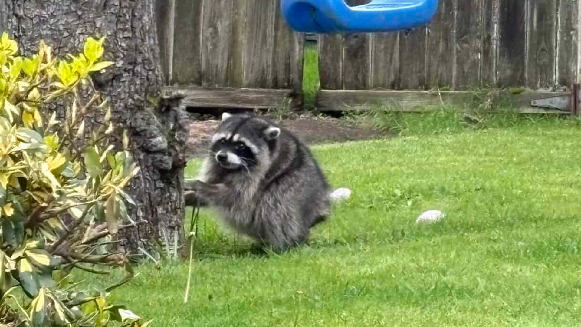 A raccoon in a Seattle-area backyard at dusk, standing near a wooden fence with a wary, wide-eyed expression, photographed candidly