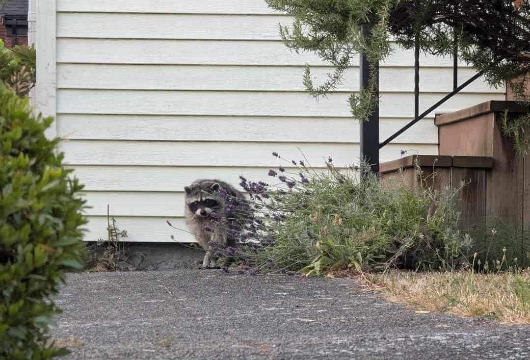 A raccoon standing on a backyard patio at night under a porch light, looking toward the camera with bright reflective eyes